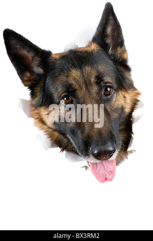 Objekt auf weiß - Maulkorb Hund hautnah Stockfoto