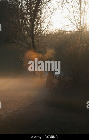 Einsame Gestalt in ein Winter-Dämmerung Stockfoto