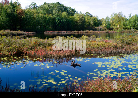 Feuchtgebiet mit Wasserpflanzen in der Nähe von Cadillac, Michigan, USA. Stockfoto