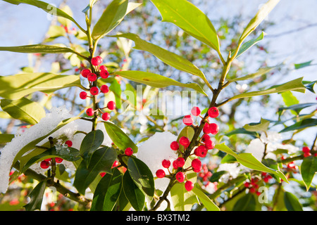 Hoare Frost auf Holly Beeren, Lake District, Großbritannien. Stockfoto