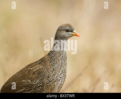 Natal Spurfowl Pternistis Natalensis Krüger Nationalpark in Südafrika Stockfoto