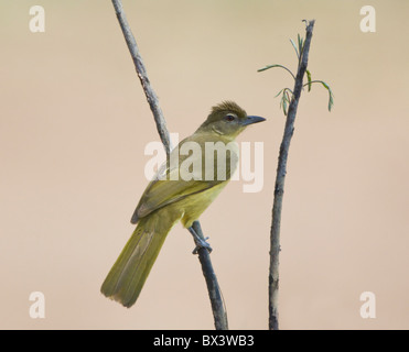 Feigen Greenbul Chlorocichla Flaviventris Krüger Nationalpark in Südafrika Stockfoto