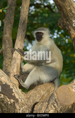 Vervet Affen Chlorocebus Pygerythrus Krüger Nationalpark in Südafrika Stockfoto