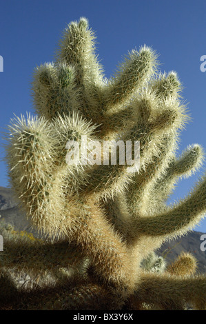 Teddy-Bear Cholla Kaktus (Opuntia oder Cylindropuntia Bigelovii) Stockfoto