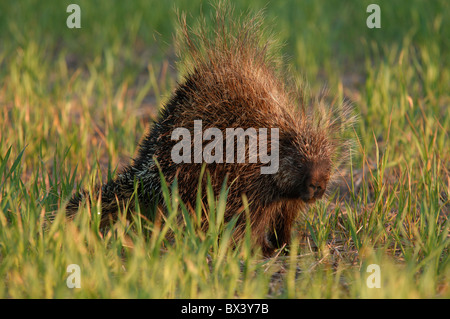 Stachelschwein (Erethizon Dorsatum), sitzen im Sommer grüne Rasen, Porträt Stockfoto