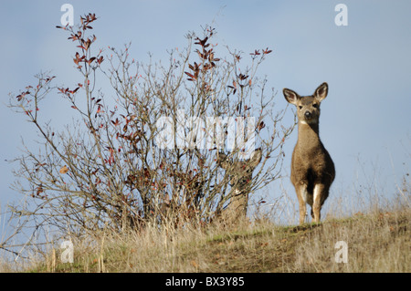 Maultierhirsch (Odocoileus Hemionus) Stockfoto