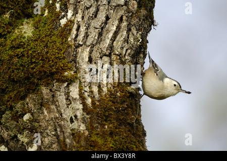 Weißer-breasted Kleiber (Sitta Carolinensis) Stockfoto