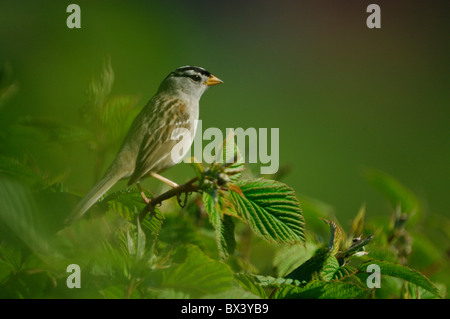 Weiß – Crowned Sparrow (Zonotrichia Leucophrys) Stockfoto