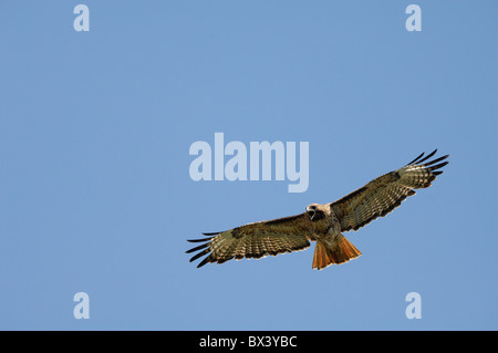 Red-tailed Hawk (Buteo Jamaicensis), schweben Stockfoto