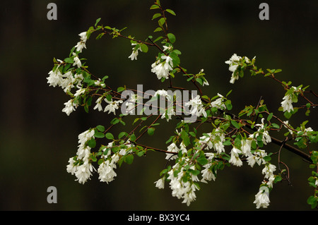 Indische Pflaume (Oemleria Cerasiformis) Stockfoto