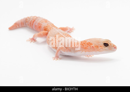 Pfirsich farbigen amelanistisch afrikanischen Fett-Tailed Gecko (Hemitheconyx Caudicinctus) Stockfoto