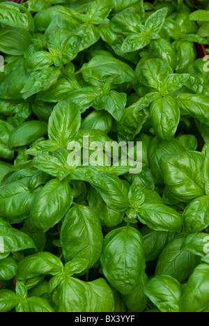 Basilikum (Ocimum Basilicum) kennzeichnete eine niedrig wachsende Kraut in der italienischen Küche Stockfoto