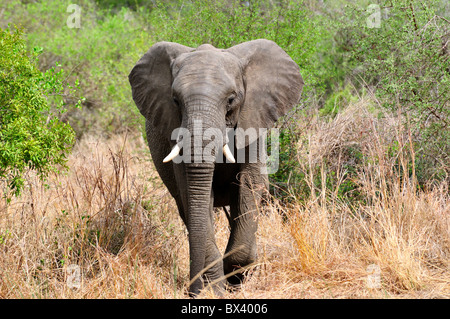 Einen Erwachsenen afrikanischen Elefanten zu Fuß in Richtung Kamera. Kruger National Park, Südafrika. Stockfoto