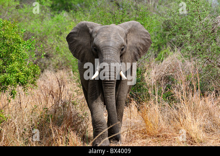 Einen Erwachsenen afrikanischen Elefanten zu Fuß in Richtung Kamera. Kruger National Park, Südafrika. Stockfoto