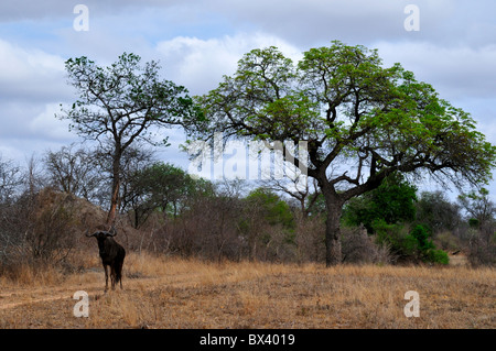 Ein einsamer Gnus stehen in Afrika Ebene. Kruger National Park, Südafrika. Stockfoto