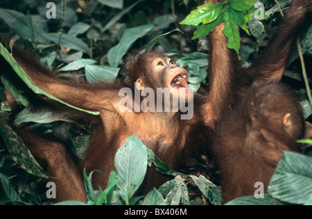 Juvenile Orang-Utans in Baumkronen. Stockfoto