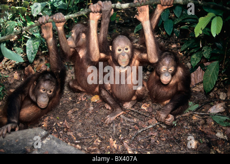 Juvenile Orang-Utans auszuüben. Sepilok Orang Utan Sanctuary Stockfoto