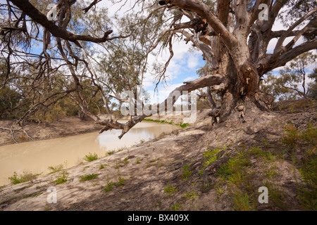 Einen alten, knorrigen River Red Gum an den Ufern der Darling River, Kinchega Nationalpark, Menindee, Broken Hill, New South Wales Stockfoto