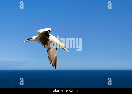 Tölpel fliegen auf eine Reise zu seinem Kumpel auf Bonaventure Island zu finden; Perce', Quebec, Kanada Stockfoto