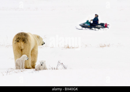 Polar Bear säen für ihre Jungen zu suchen, wie sie einen Mann auf einem Schneemobil Uhren; Wapusk National Park, Churchill, Manitoba, Kanada Stockfoto