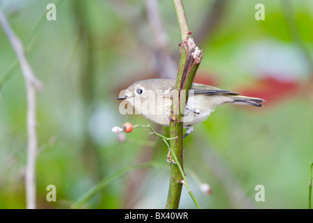 Rubin-gekrönter Goldhähnchen Stockfoto