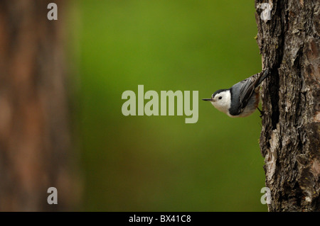 Weißer-breasted Kleiber (Sitta Carolinensis) Stockfoto