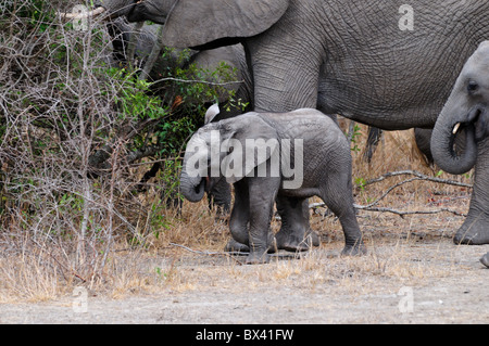 Eine afrikanische Elefantenbaby in der Herde. Kruger National Park, Südafrika. Stockfoto