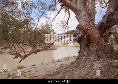 Einen alten, knorrigen River Red Gum an den Ufern der Darling River, Kinchega Nationalpark, Menindee, Broken Hill, New South Wales Stockfoto