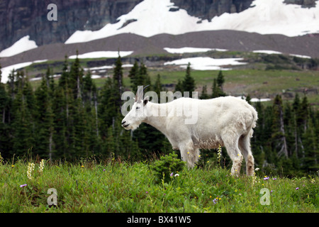 Reifen Berg Ziegenbock mit Hörner zu Fuß auf einer grünen Wiese mit Pinien an der Glacier National Park, Montana, USA Stockfoto