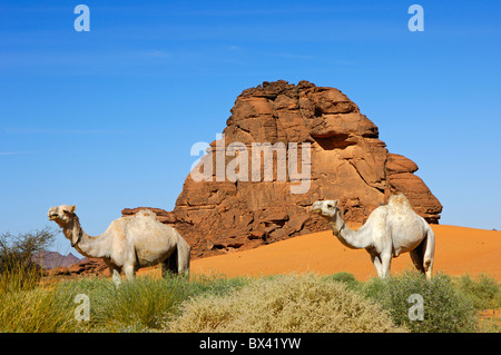 Weiße Mehari Dromedare Weiden in mageren Strauch Land am Rande einer Oase in den Bergen Acacus Sahara Wüste, Libyen Stockfoto