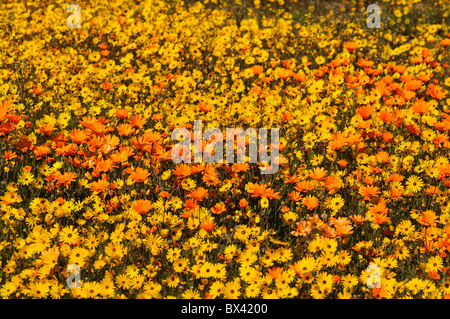 Frühling Blumen Display mit afrikanischen Margeriten und Gänseblümchen Umhang, Nieuwoudtville, Namaqualand, Südafrika Stockfoto