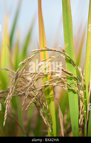 Oryza sativa. Reife Reis Getreide/Saatgut an der Pflanze in einem Reisfeld für die Ernte in Indien bereit Stockfoto
