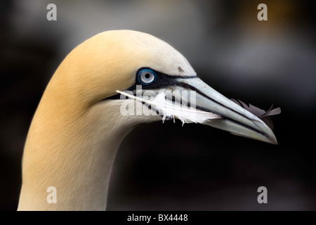 Gannett mit einer Feder im Mund. Stockfoto