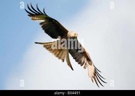 Rotmilan im Flug gegen bewölkt blauer Himmel. Stockfoto