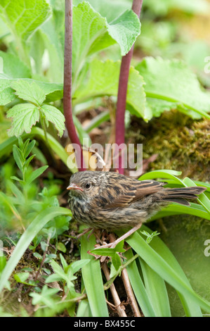 Juvenile Heckenbraunelle Prunella Modularis. Seenplatte, UK Stockfoto