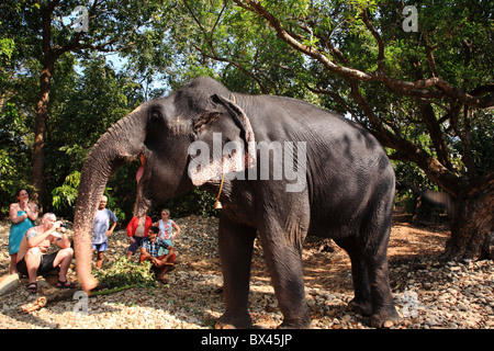 Elefant posieren für Touristen in Goa, Indien Stockfoto