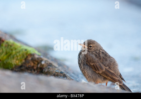 Juvenile Rock Pieper, Anthus Petrosus, Oban, UK Stockfoto