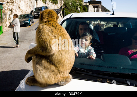 Berberaffe Affe sitzt auf einem Auto angetrieben von touristischen Familie im / am Felsen von Gibraltar. Ein Baby / Kind / Kleinkind sucht auf. Stockfoto
