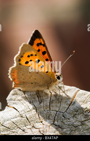 Ein kleiner Schmetterling Kupfer, Lycaena Phlaeas, sitzen in der Sonne auf einem alten Baumstumpf Stockfoto
