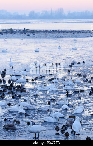 Welney Wildfowl und Feuchtgebiete Trust, Norfolk, England, UK Stockfoto