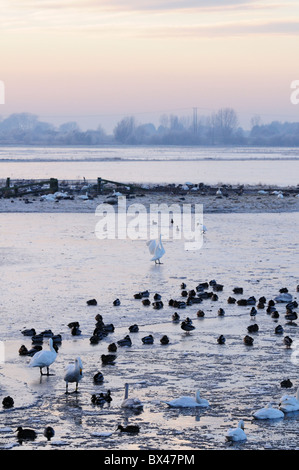 Welney Wildfowl und Feuchtgebiete Vertrauen, Ouse wäscht Norfolk, England, UK Stockfoto