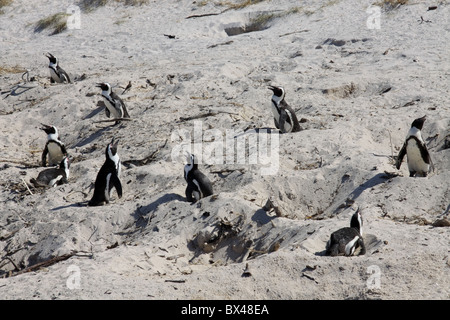 Jackass Pinguine am Boulders Beach in Südafrika Bruteier Stockfoto