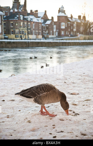 Greylag Goose, die im Schnee auf Queen's Staith, York, nach Nahrung Ausschau hält, mit gefrorenem Fluss Ouse. Stockfoto