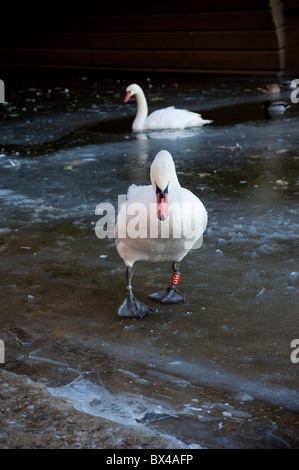 2 Stumm Swans auf einem gefrorenen Fluss Stockfoto