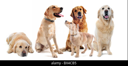 reinrassige golden Retriever und Labrador Retriever vor einem weißen Hintergrund Stockfoto