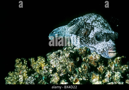 Ägypten Rotes Meer Gotta Wadi Gamel - eine maskierte Kugelfisch schlafen auf einem Coral Garden Stockfoto