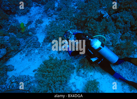 Taucher unter Bild von tropischen Fischen schwimmen über einen Garten von massiven Pore Korallen, Rotes Meer, Ägypten. Stockfoto