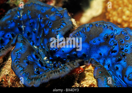 Nahaufnahme von einem großen blauen Riesenmuschel (Tridacna Maxima) Stockfoto