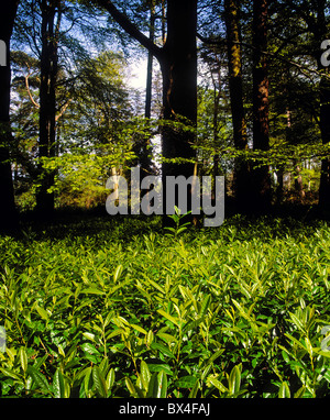 Lorbeer und Wald In Irland Stockfoto