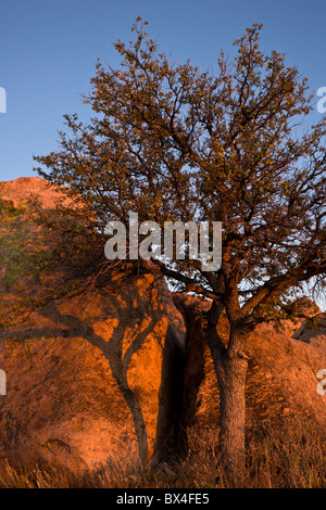 Warmen Sonnenuntergang Licht trifft auf einen einsamen Baum inmitten der monolithischen Felsformationen im City of Rocks State Park in New Mexico, USA. Stockfoto